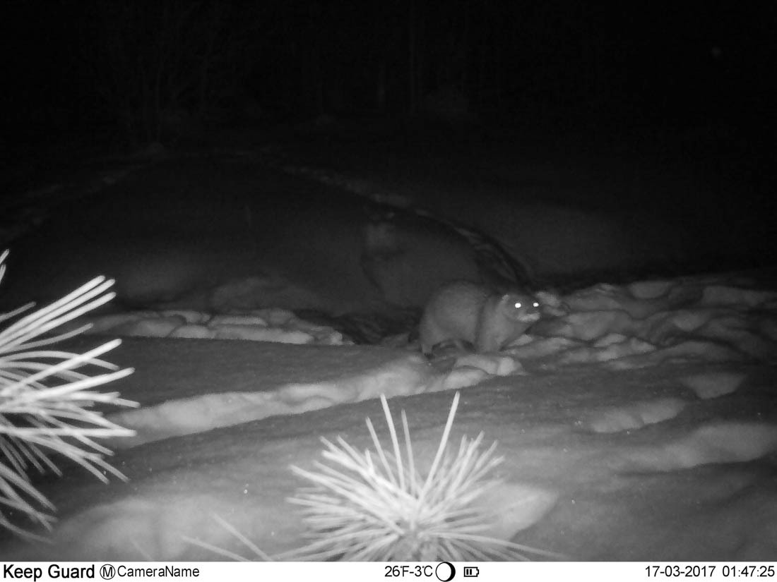 An ambush or some tricks of the work of a state inspector in the field of environmental protection - Barguzin Nature Reserve, State Inspector, Artur Murzakhanov, Otter, Longpost