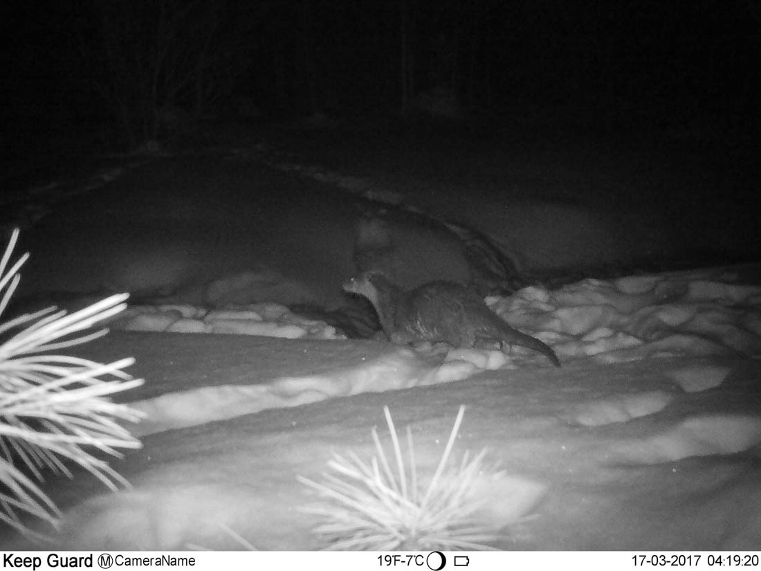 An ambush or some tricks of the work of a state inspector in the field of environmental protection - Barguzin Nature Reserve, State Inspector, Artur Murzakhanov, Otter, Longpost