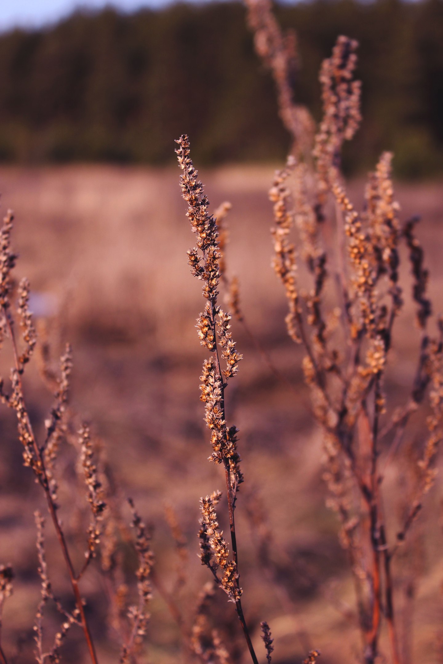 A little bit of nature) - My, Nature, Forest, Walk, Hobby, The photo, Long Post, Longpost