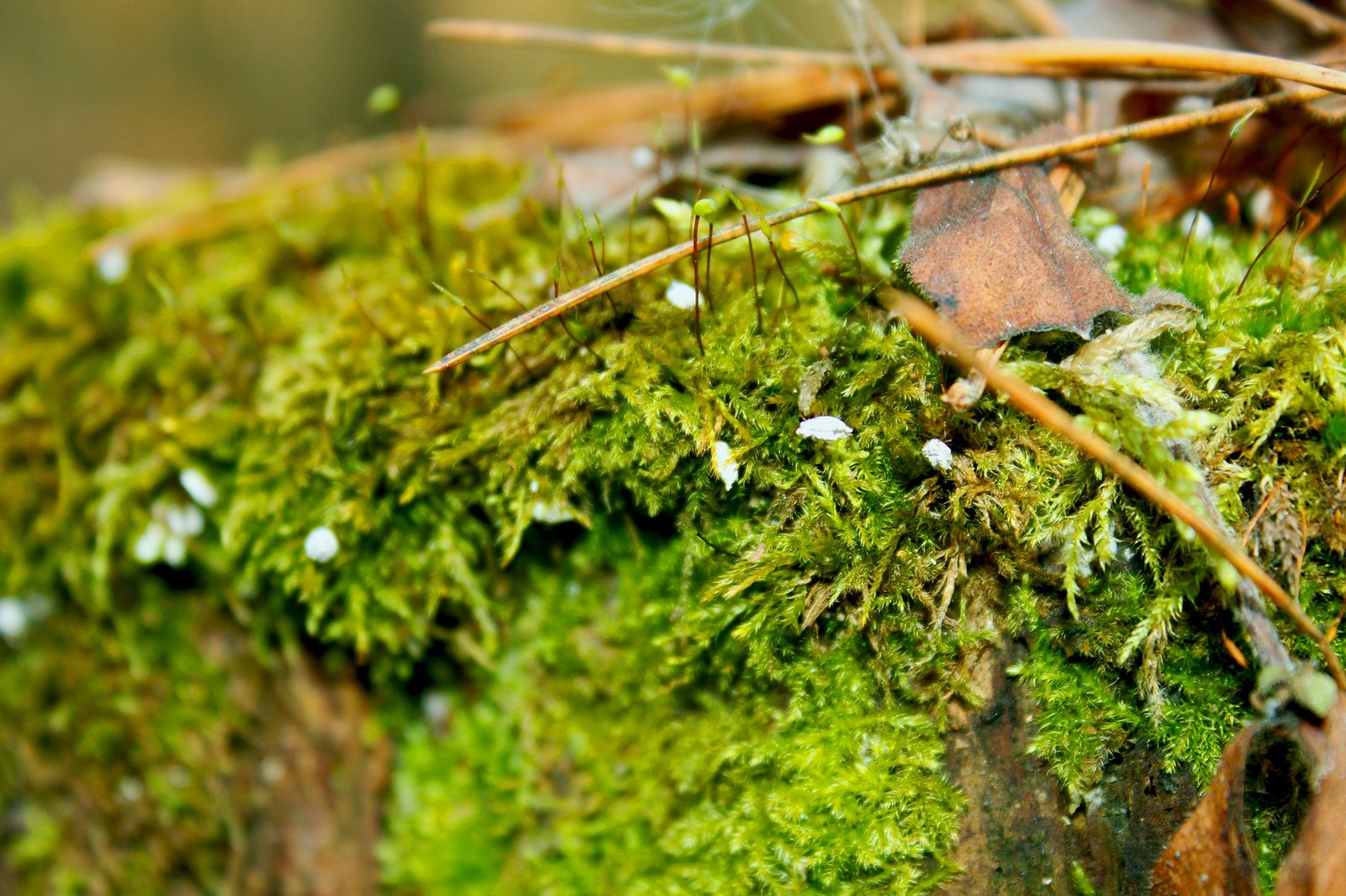 A little bit of nature) - My, Nature, Forest, Walk, Hobby, The photo, Long Post, Longpost