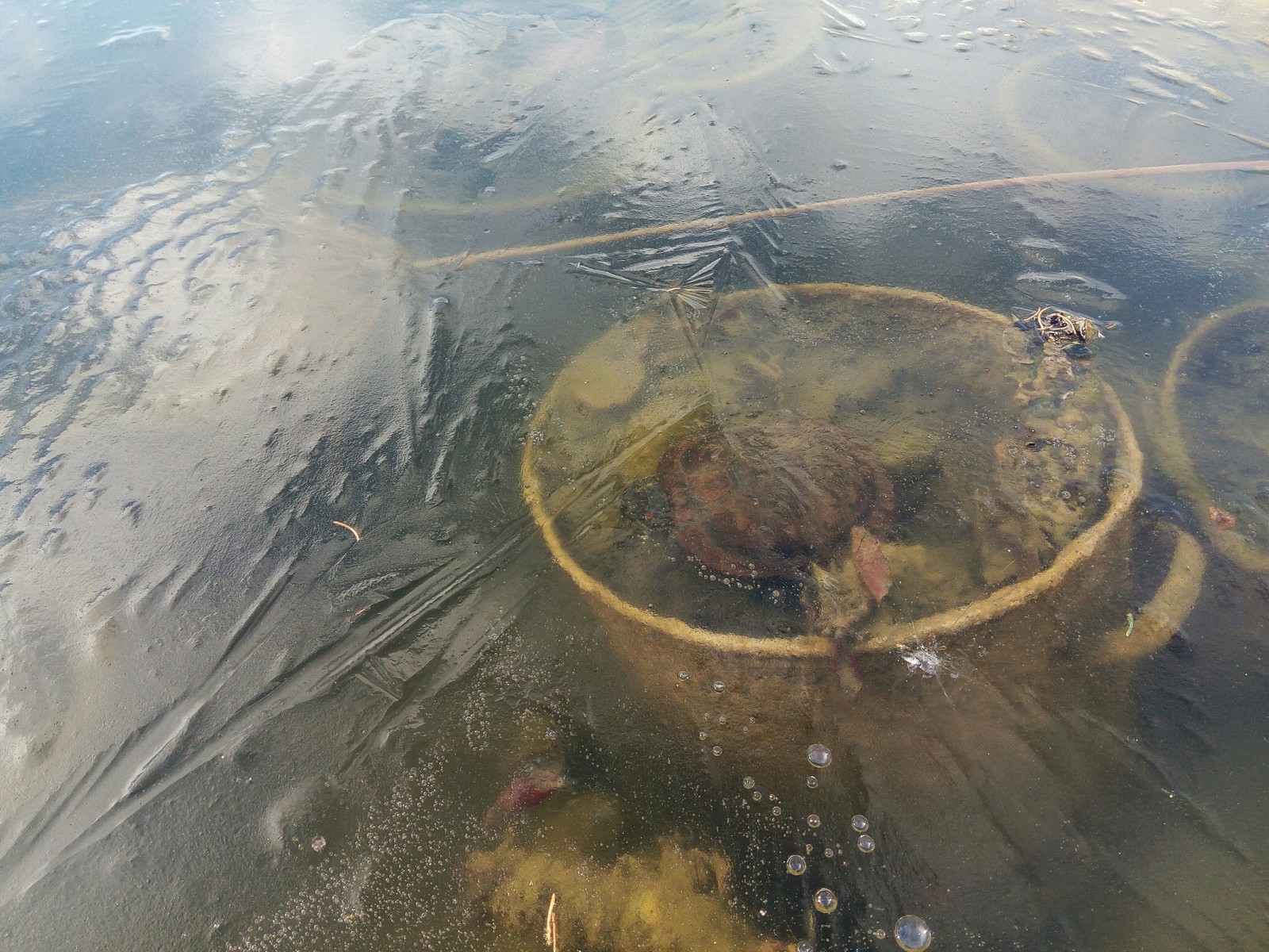 turtle in the pond - My, Turtle, Nikitsky Botanical Garden