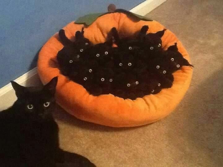 My army is ready, we advance at night - cat, Army