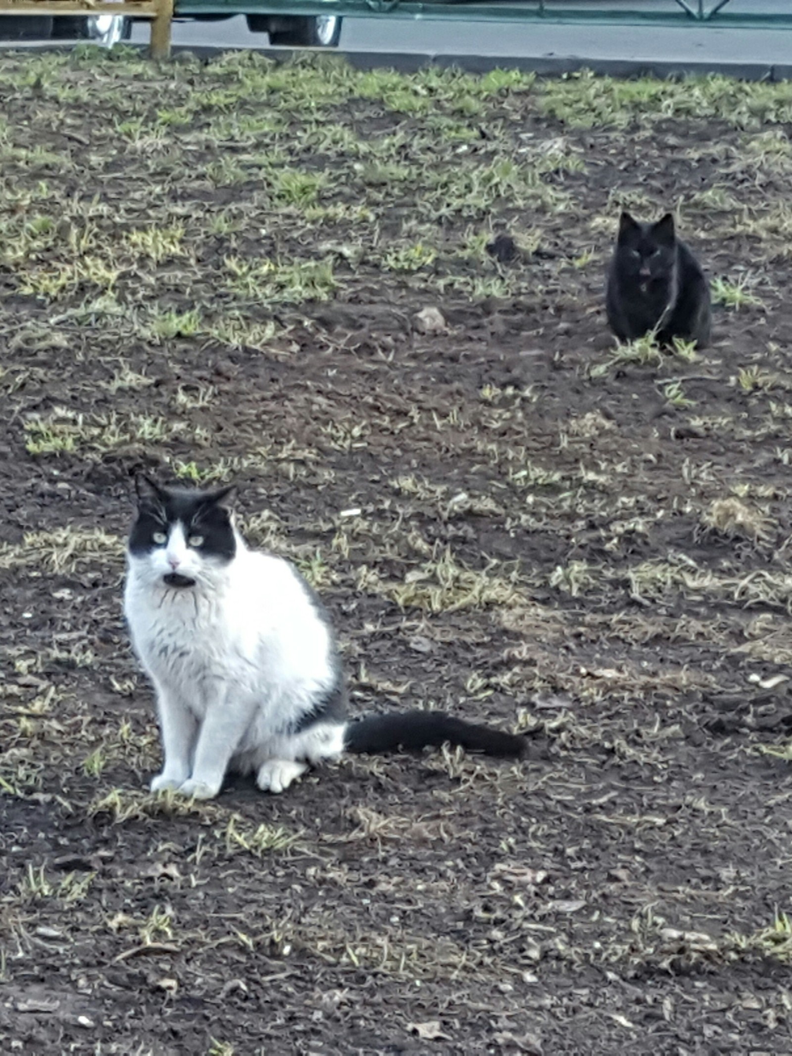 Кошачий демон - Моё, Прикольные кошки, Кот, Мартовские коты, Кошки и котята, Котомафия