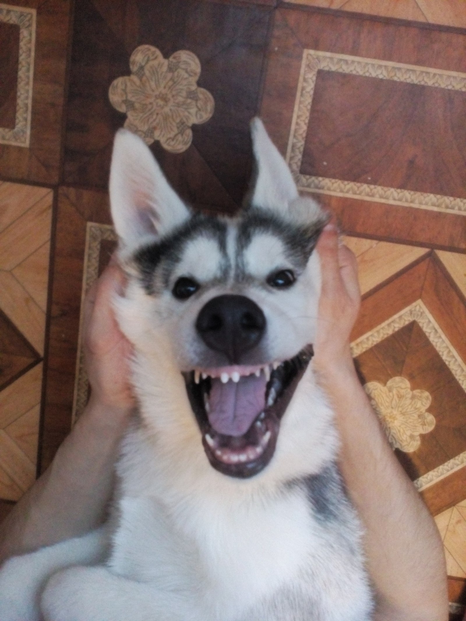 New teeth! - My, Dog, Husky, Teeth, The photo