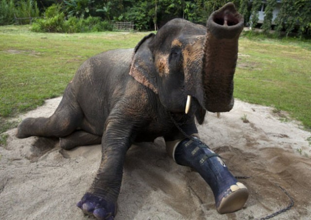 15 animals that got a second chance. - Animals, Prosthetics, Veterinary, , Longpost