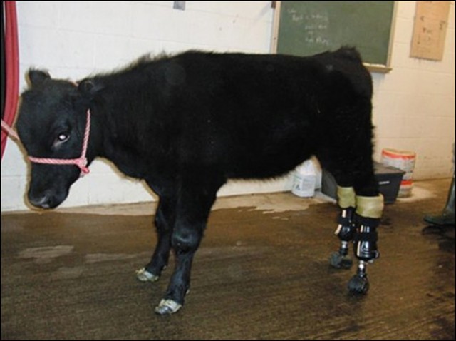 15 animals that got a second chance. - Animals, Prosthetics, Veterinary, , Longpost