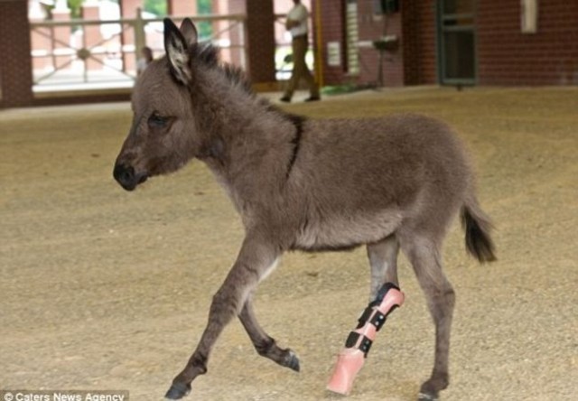 15 animals that got a second chance. - Animals, Prosthetics, Veterinary, , Longpost