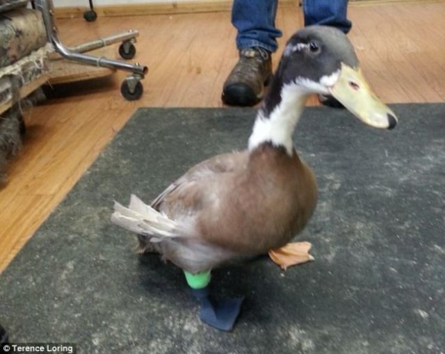 15 animals that got a second chance. - Animals, Prosthetics, Veterinary, , Longpost