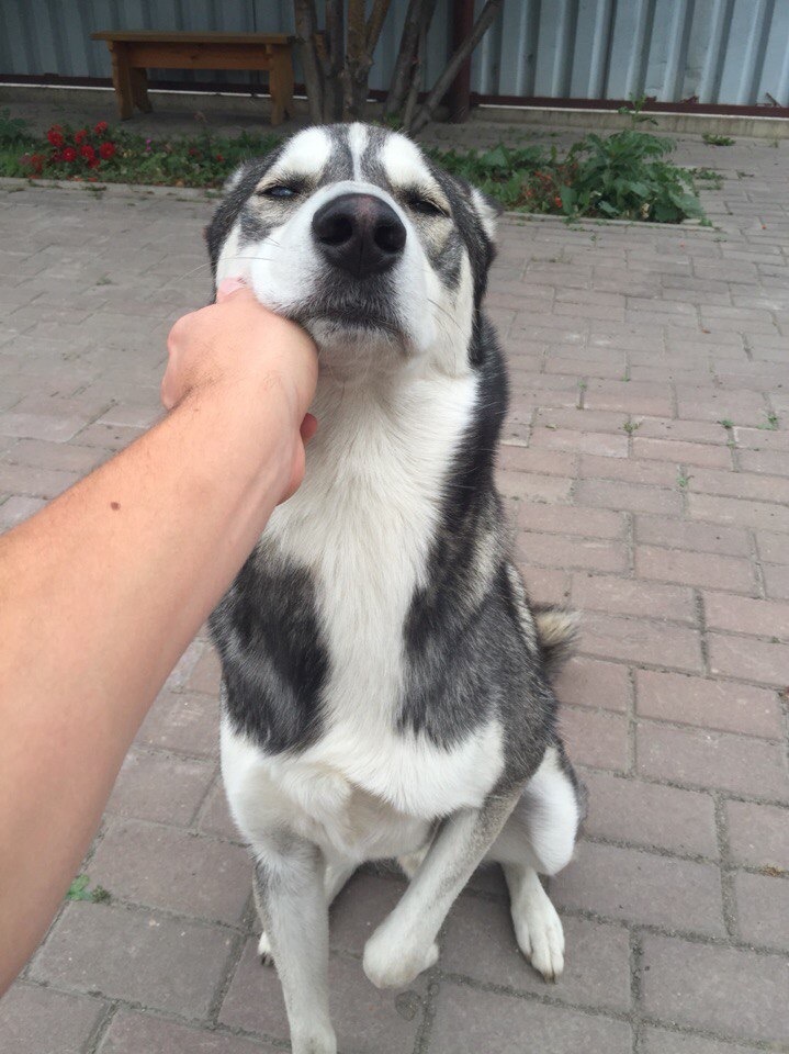 Oh yeah keep going - My, Husky, Bliss, Dog, The photo