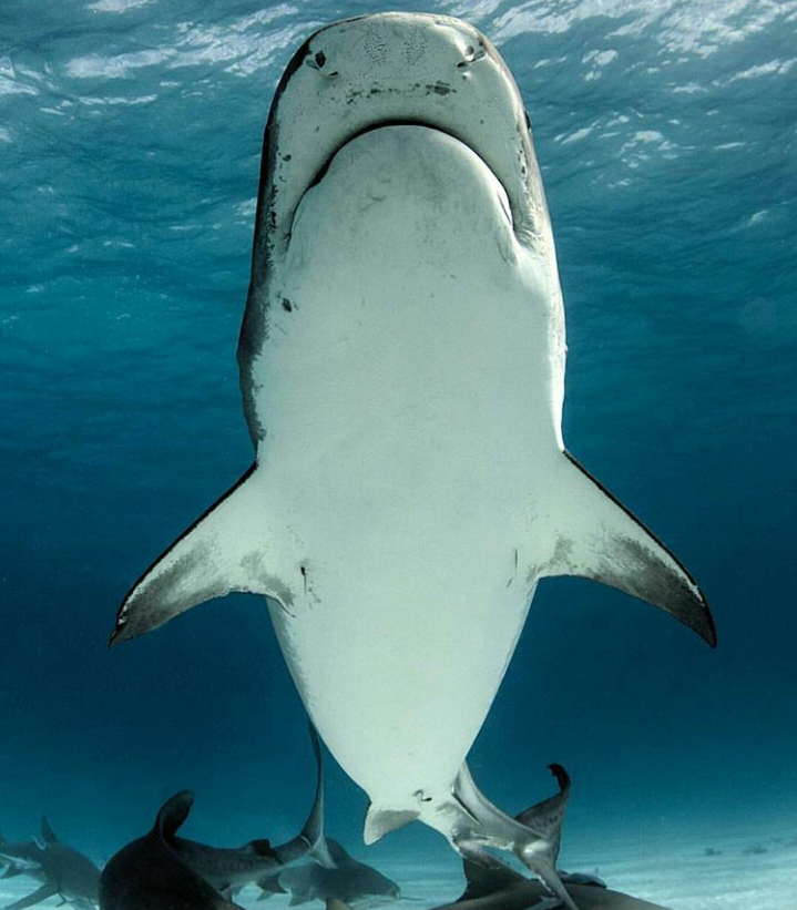 a little shark - The photo, Shark