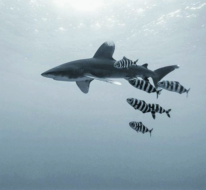 shark with friends - Shark, A fish, The photo