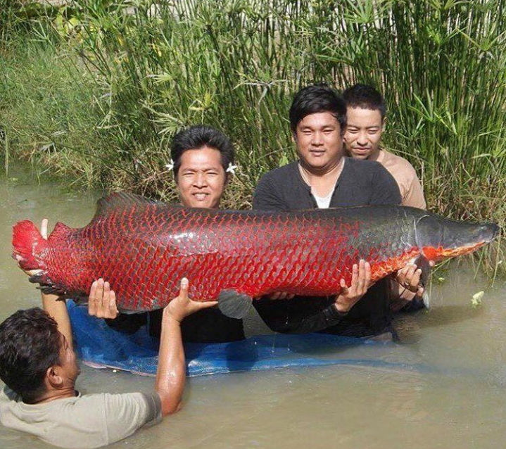 Good catch - The photo, Fishing, A fish, Red