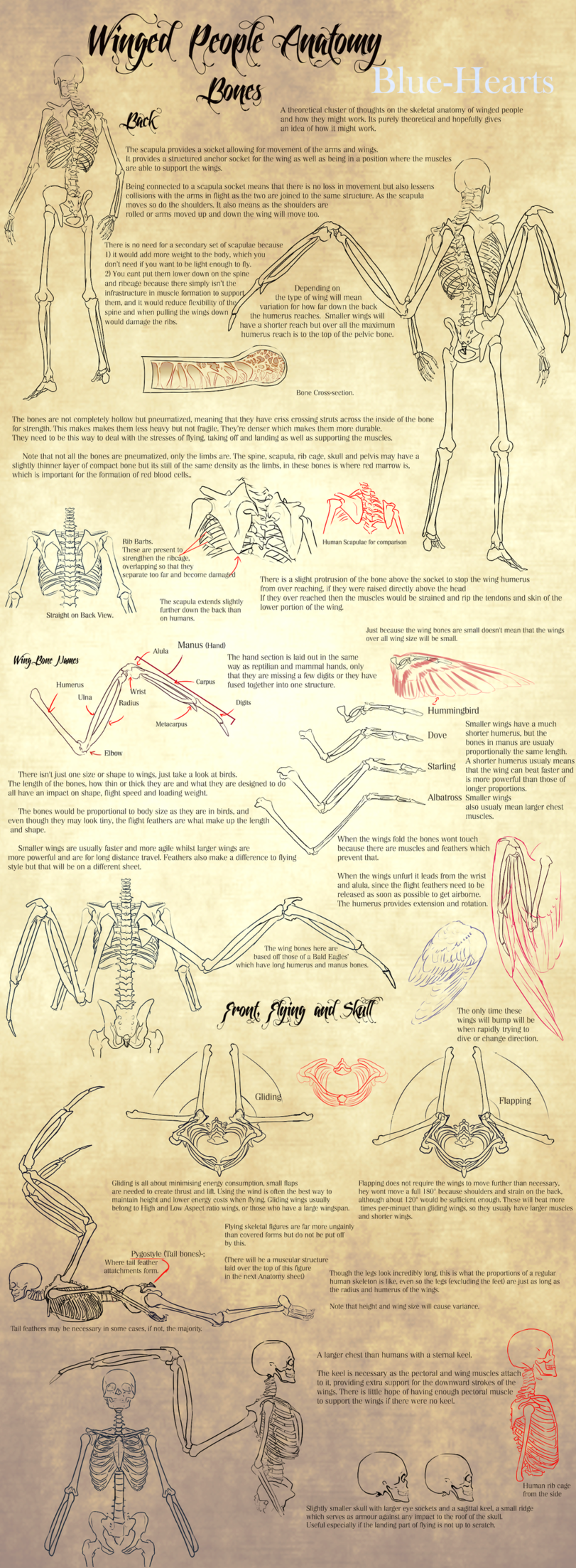 Angel anatomy. - Angel, Anatomy, Longpost, Interesting