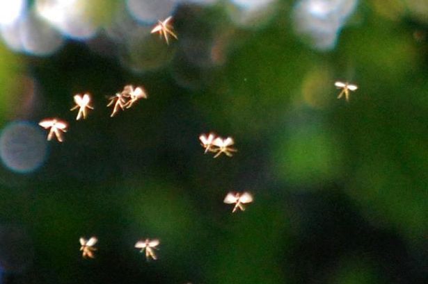 Midges in the yard - Livestock, The photo, Animals