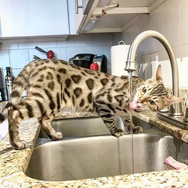 At the watering hole - cat, 