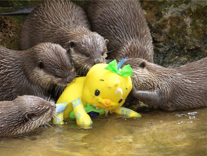 We love you! - Otter, Love, Children