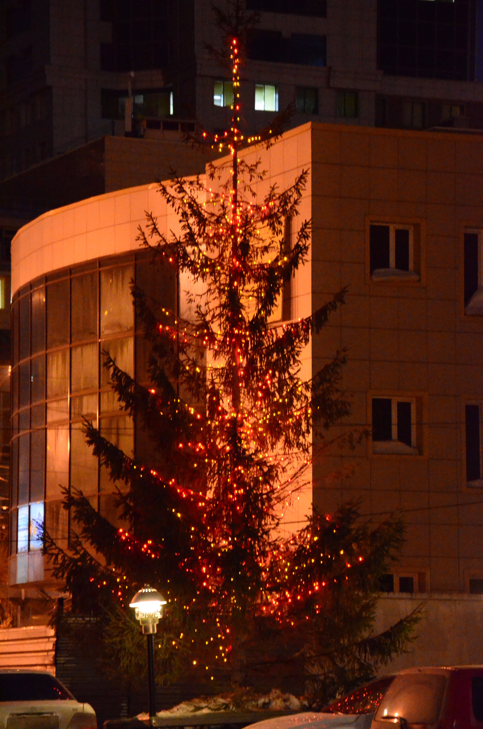 Novosibirsk! - My, Novosibirsk, Humor, Christmas trees, Longpost