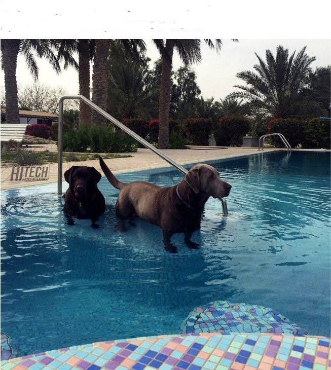 This is how the harsh laws of light refraction turn Labradors into dachshunds - Dachshund, Labrador, Dog, Water, Light