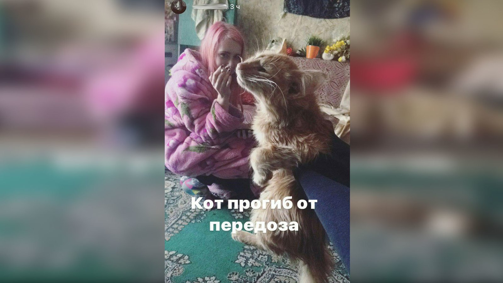 Smolensk flayers - My, Samara, Animals, cat, Drugs, Flailing, Longpost