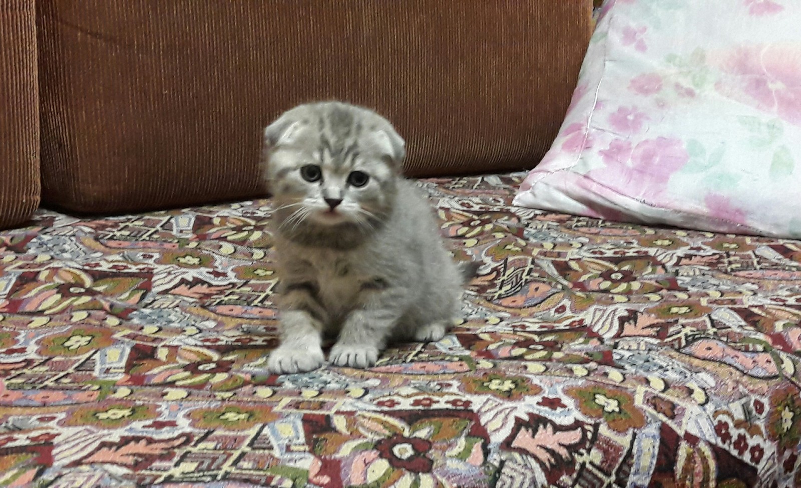 Boris the cat - My, Mustachioed - Striped, cat