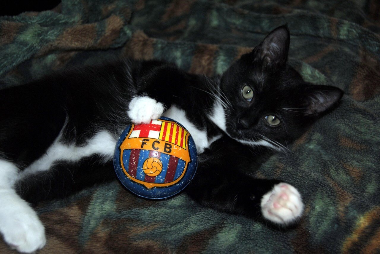 Wool Messi - My, cat, My, Longpost, Pet, Pets