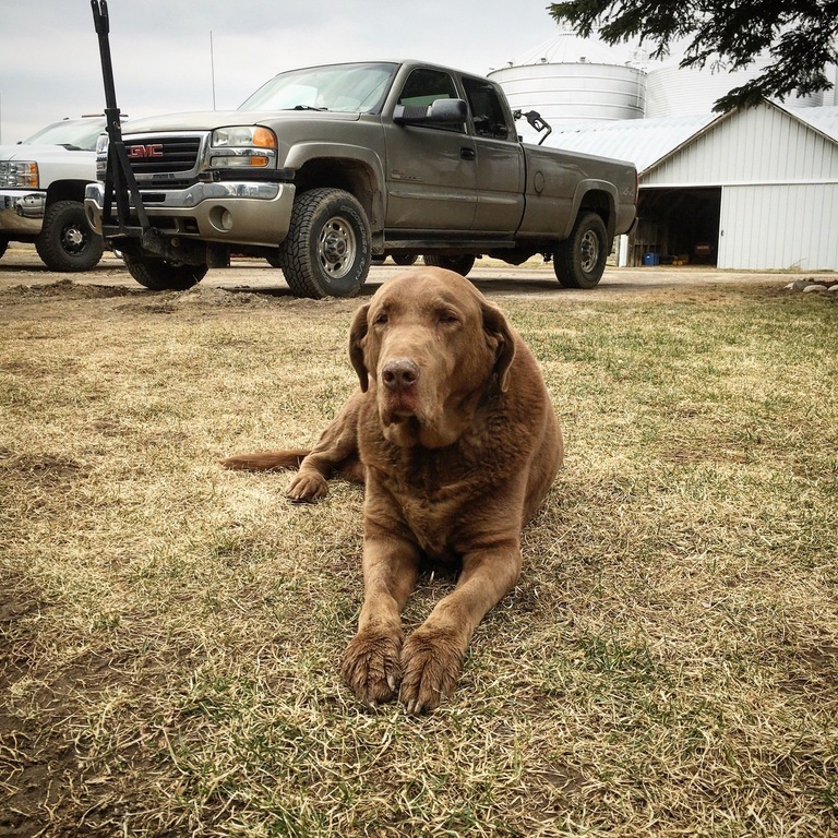 This dog looks fucking wise - Dog, Farm, Experience, Reddit, Wisdom