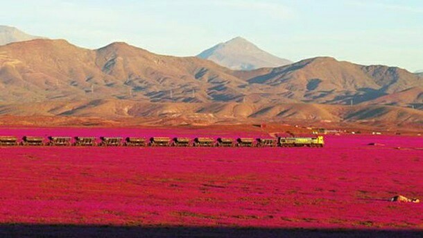 Nothing unusual, just a steam locomotive passing through the driest desert on the planet, which suddenly bloomed - Chile, Desert, Bloom, Railway