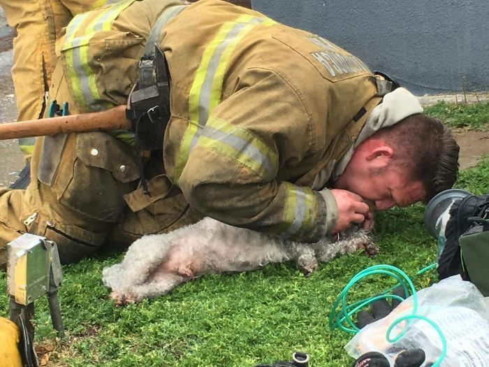 Firefighter Andrew Klein resuscitated a dog named Nalu in a fire rescue - Kindness, Dog, Firefighters, The rescue, Longpost