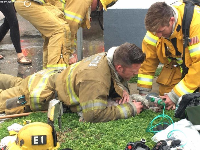 Firefighter Andrew Klein resuscitated a dog named Nalu in a fire rescue - Kindness, Dog, Firefighters, The rescue, Longpost