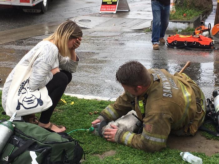 Firefighter Andrew Klein resuscitated a dog named Nalu in a fire rescue - Kindness, Dog, Firefighters, The rescue, Longpost