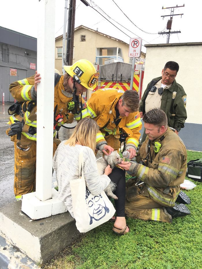 Firefighter Andrew Klein resuscitated a dog named Nalu in a fire rescue - Kindness, Dog, Firefighters, The rescue, Longpost