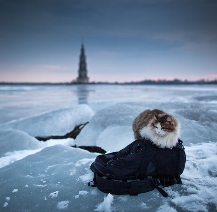 Companion - Tver region, Kalyazin, cat, Winter, Reservoir, Bell tower