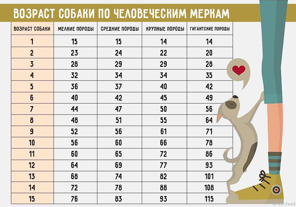 Для всех, кто интересовался сколько вашему питомцу лет на чел. манер! Для котов и собак! - Интересное, Интернет, Кот, Животные, Домашние животные, Собака, Собаки и люди, Коты и собаки вместе