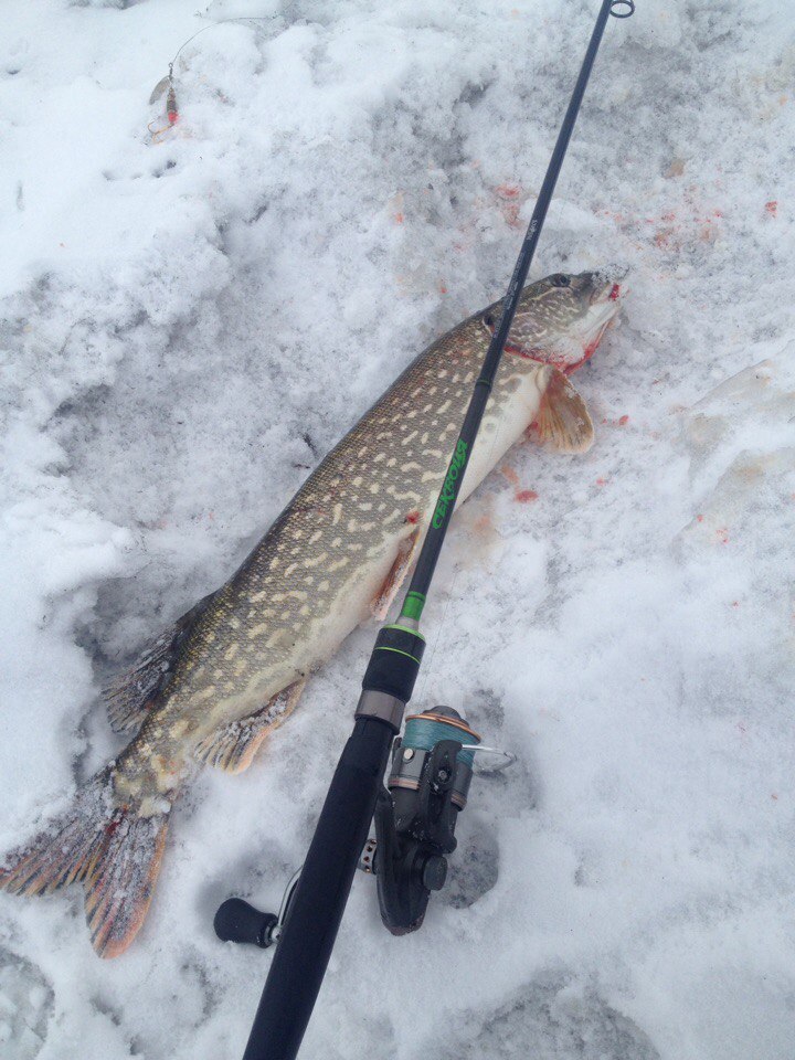 Toothy pecks. - My, Spinning, Fishing, Open season, Longpost