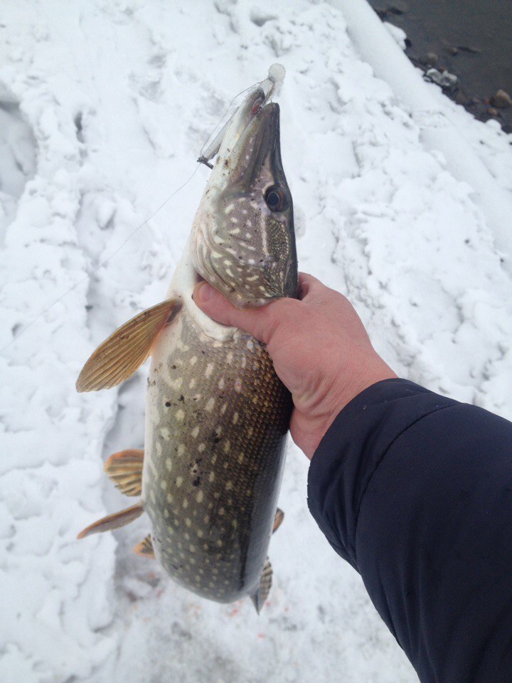 Toothy pecks. - My, Spinning, Fishing, Open season, Longpost