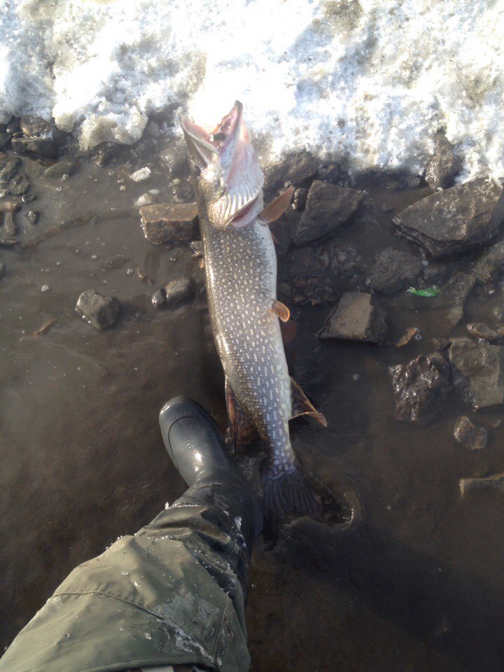 Toothy pecks. - My, Spinning, Fishing, Open season, Longpost