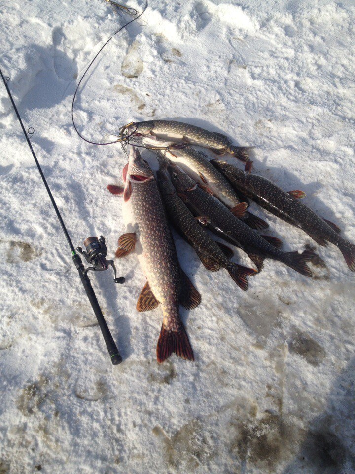 Toothy pecks. - My, Spinning, Fishing, Open season, Longpost