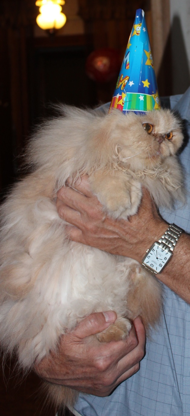 Farewell Sir Michel Percival... - My, Family member, cat, , Longpost, Death