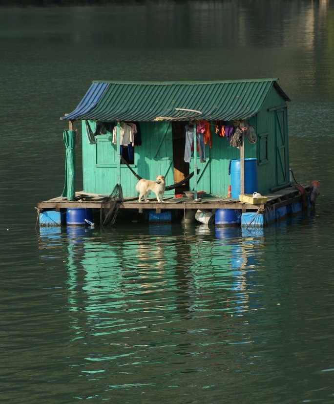 The guard identifies the approaching motorboat - Dog, House, House on the water, Nature