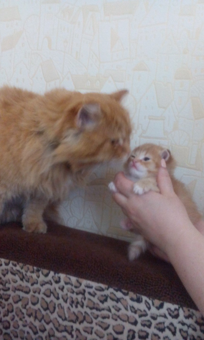 The cat was shown his son for the first time) - My, cat, Redheads, Milota, Longpost