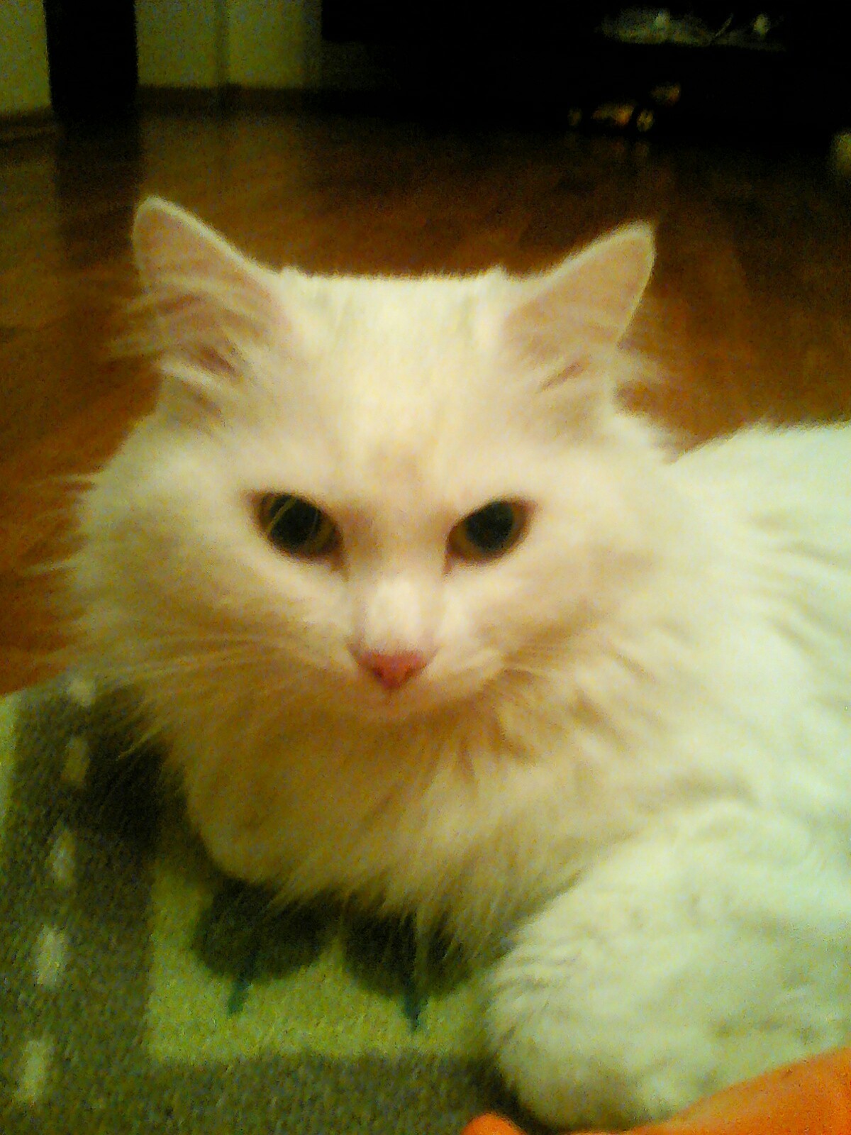 Bunka. - My, cat, Fluffy