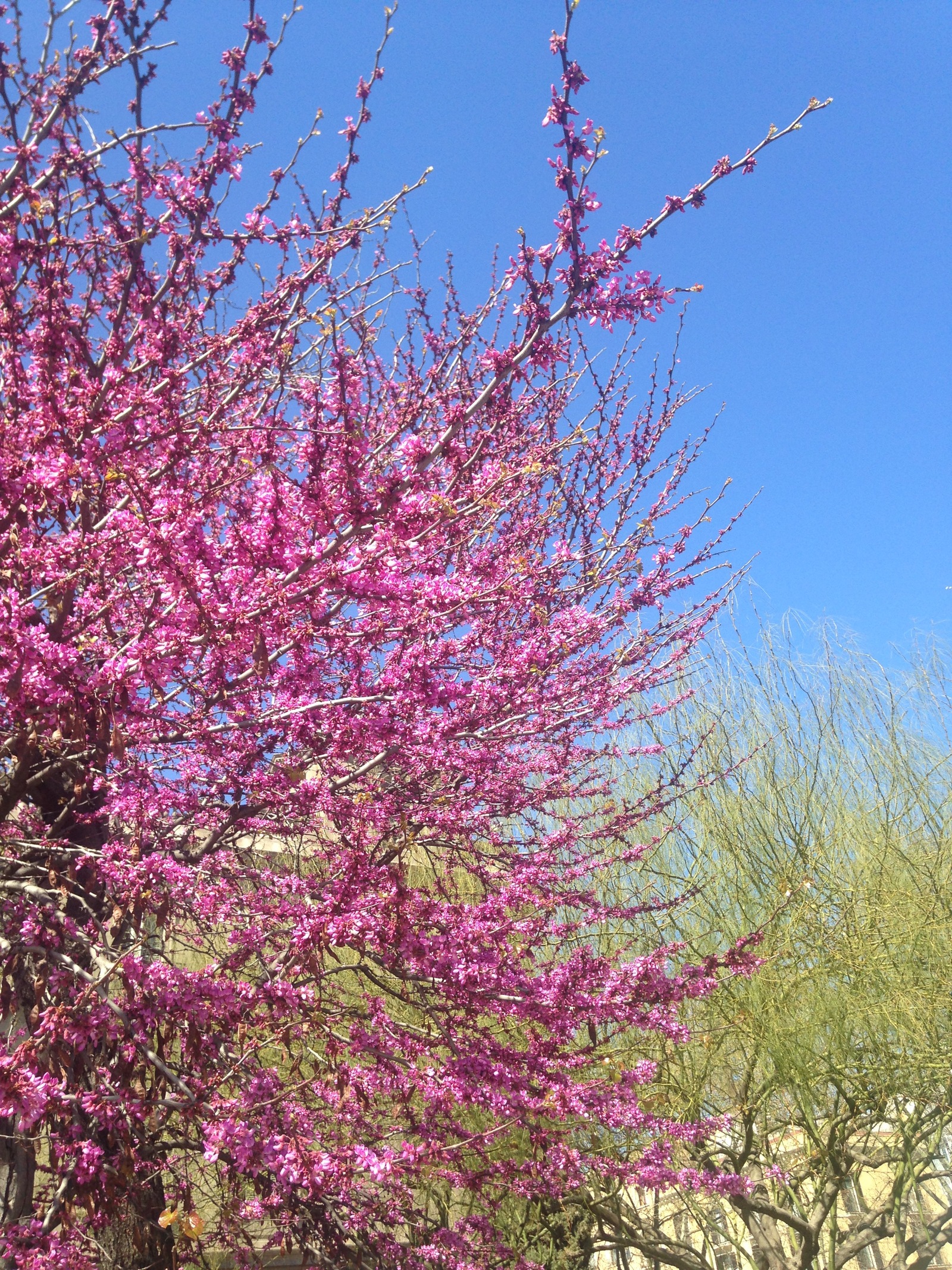 Spring in Barcelona - My, Barcelona, Spring, Longpost, Barcelona city