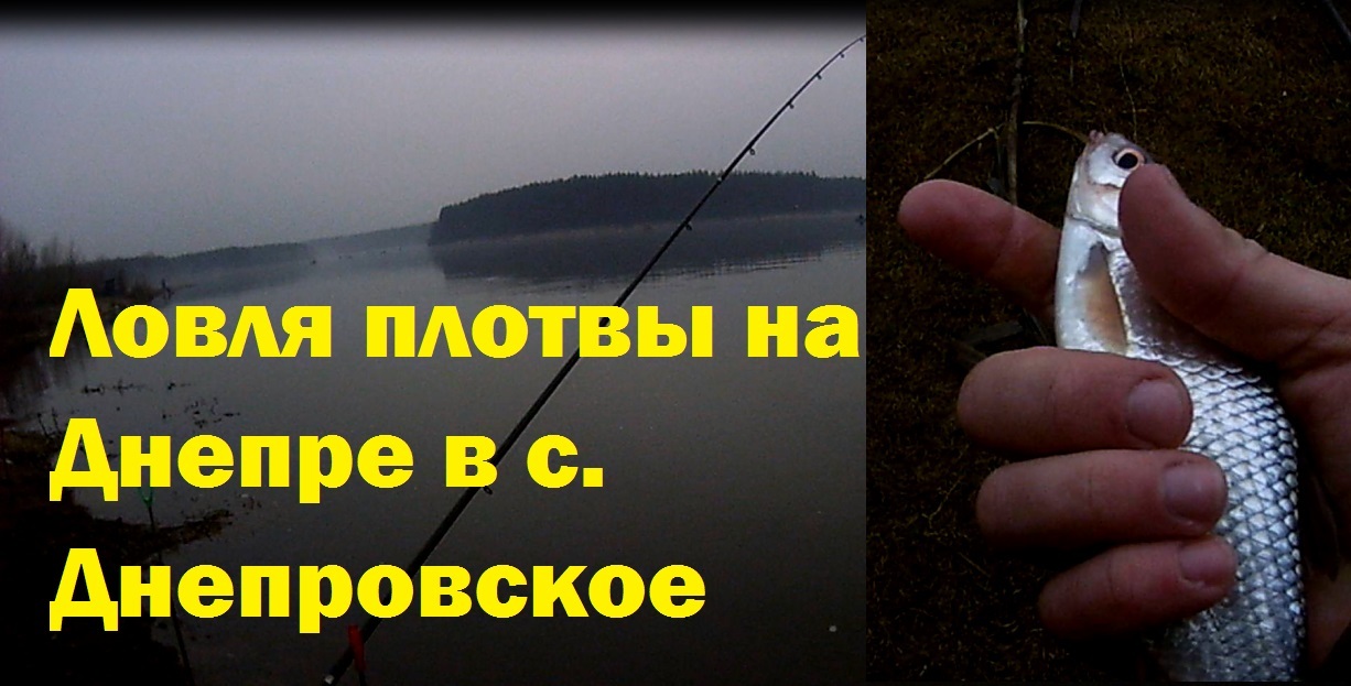 Catching roach on the Dnieper in the village. Dnieper - My, , Relaxation, Hobby, Dnieper, Roach, Nibble, Feeder