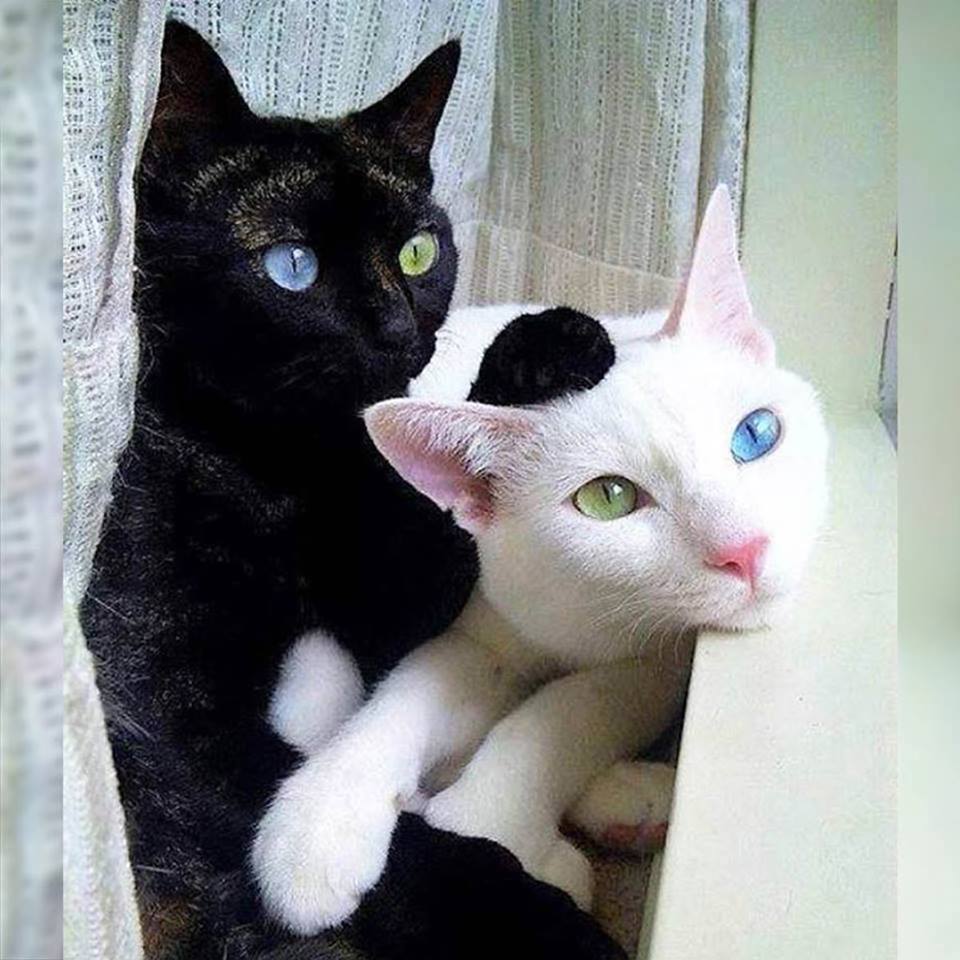 Opposites attract - cat, Humor, Interesting, Eyes, Peekaboo, Drugs