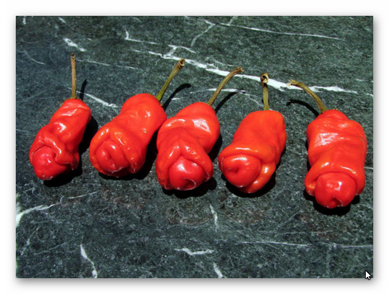Chilly Willy peppers (Penis Peppers) have an obscene shape - Pepper, , The photo, Penis