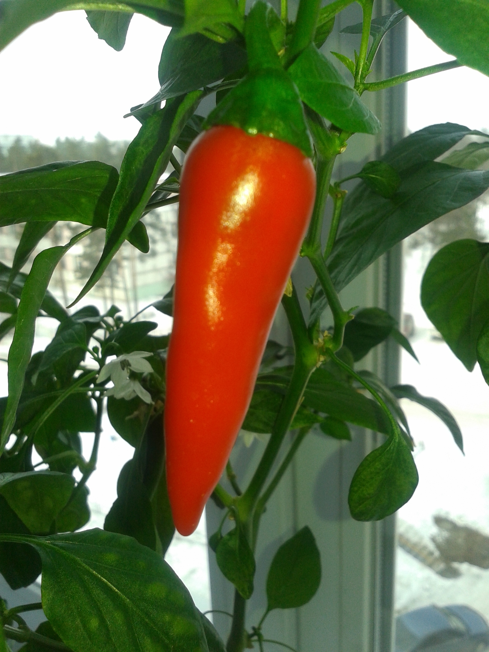 The results of my gardening. Good luck and good harvests to everyone!) - My, Chilli, Garden, Longpost