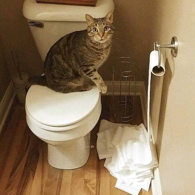 Cats are people too - cat, Pet, Animals, Toilet, Toilet paper, Pets