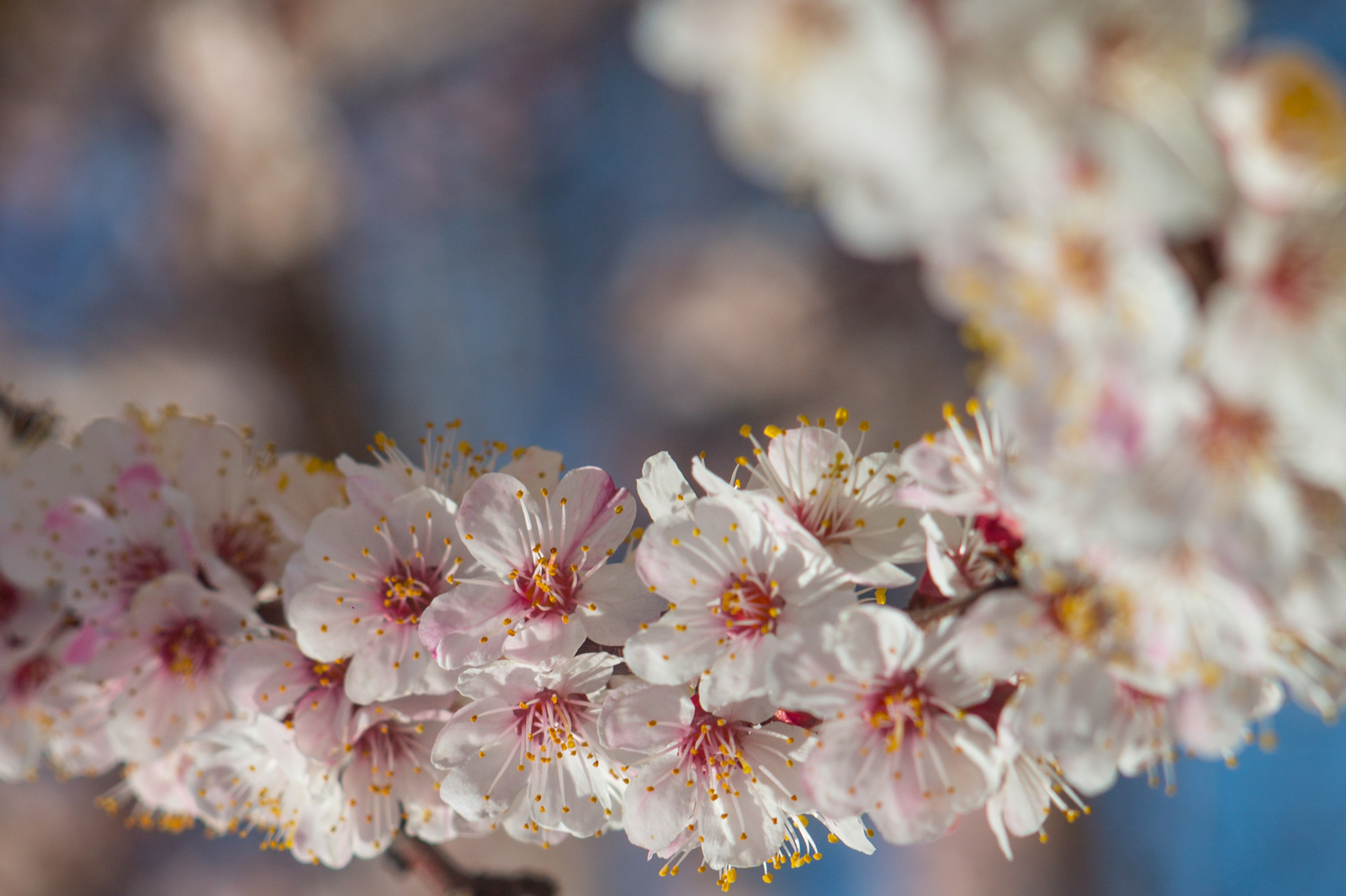 Apricots bloomed in Crimea - My, The photo, Crimea, Flowers, , Apricot, Longpost