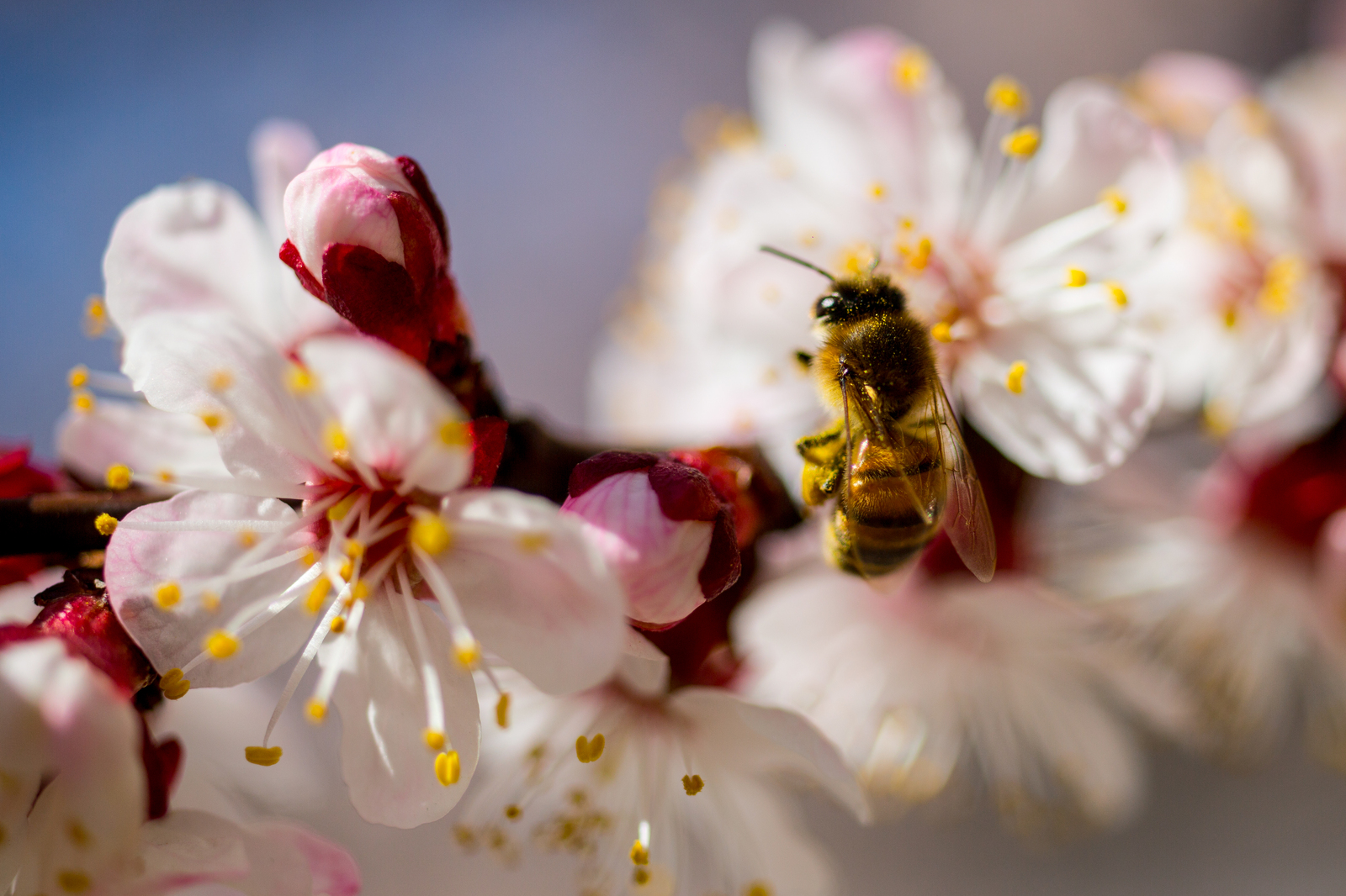 Apricots bloomed in Crimea - My, The photo, Crimea, Flowers, , Apricot, Longpost