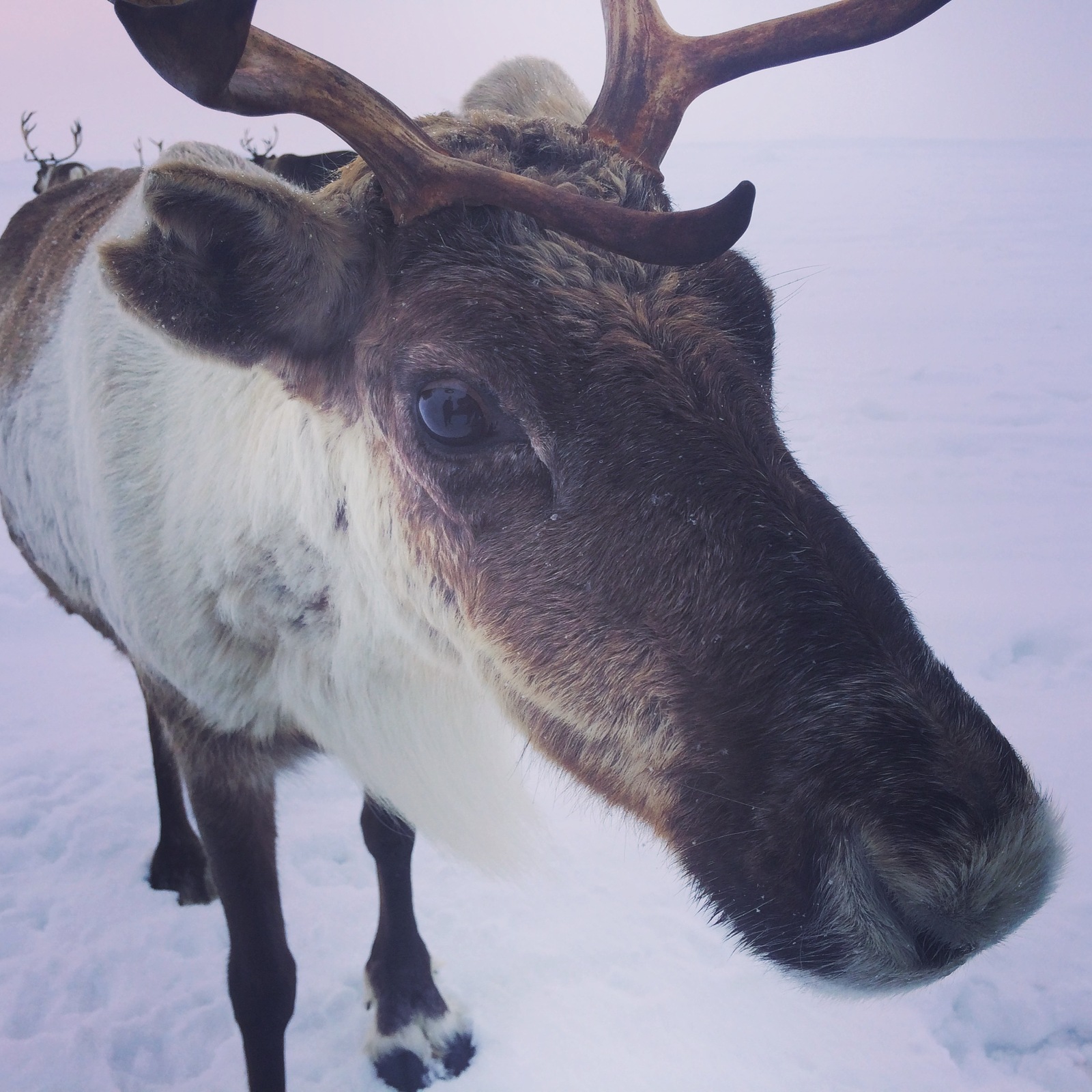 Olezhik - My, Winter, Russia, Deer, Deer